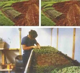 Seasons of the Garden: Spring Planting Image